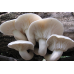 Мицелий Вешенки дубовой (Pleurotus dryinus) Мицелий Вешенки дубовой (Pleurotus dryinus)